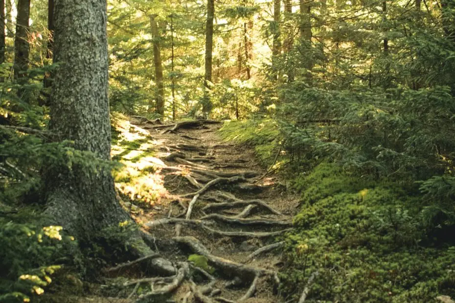 Chemin dans un sous-bois, traversé de racines apparentes